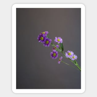 Purple Asters Sticker